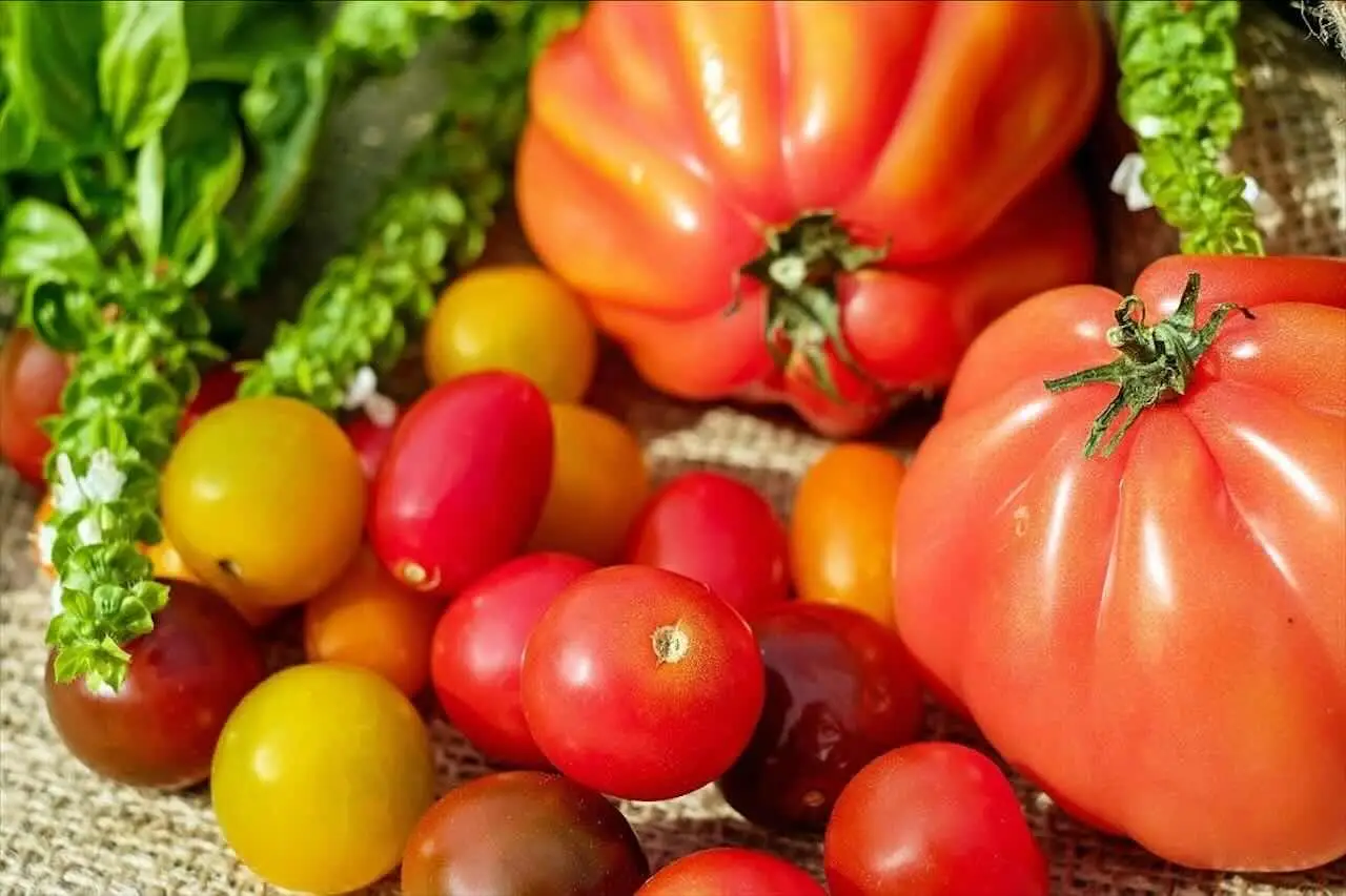 Scopri il trucco poco noto per ottenere pomodori da balcone ricchi e saporiti subito Scopri il trucco poco noto per ottenere pomodori da balcone ricchi e saporiti subito