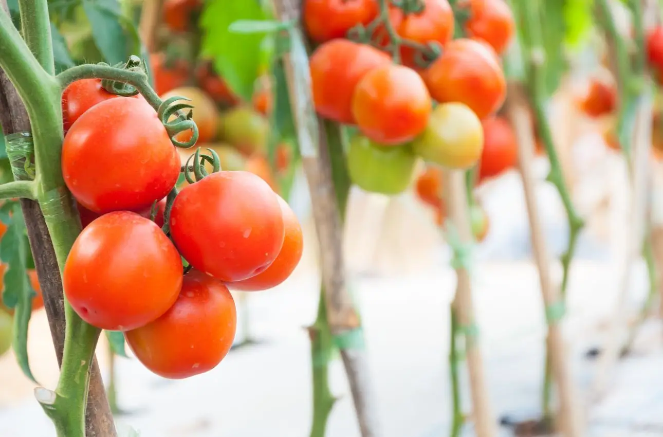 Scopri il trucco poco noto per ottenere pomodori da balcone ricchi e saporiti subito Scopri il trucco poco noto per ottenere pomodori da balcone ricchi e saporiti subito