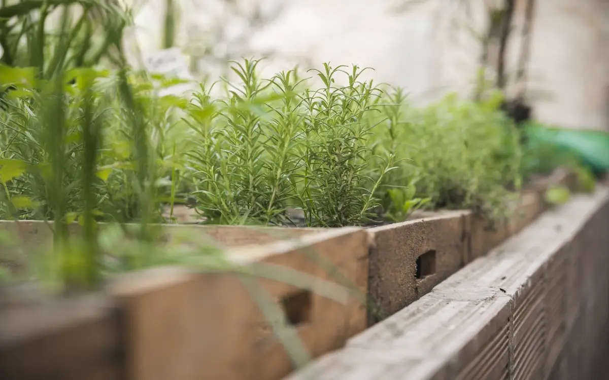 Vuoi massimizzare il raccolto di erbe aromatiche? Ecco il passaggio che molti ignorano Vuoi massimizzare il raccolto di erbe aromatiche? Ecco il passaggio che molti ignorano
