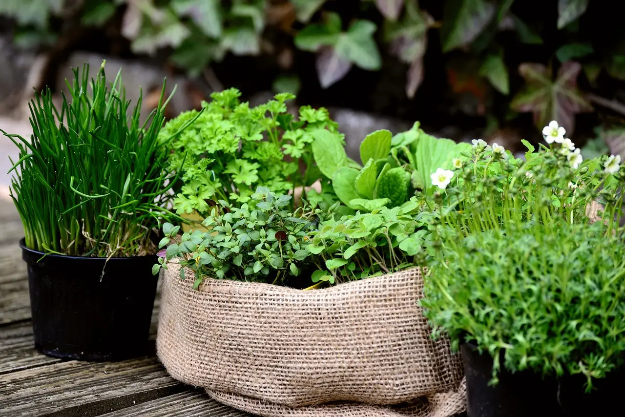 Vuoi massimizzare il raccolto di erbe aromatiche? Ecco il passaggio che molti ignorano Vuoi massimizzare il raccolto di erbe aromatiche? Ecco il passaggio che molti ignorano