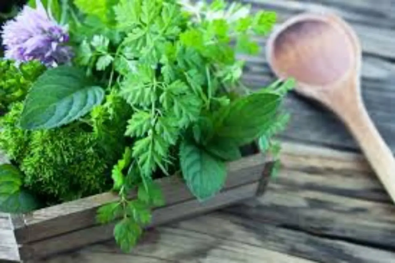 Vuoi massimizzare il raccolto di erbe aromatiche? Ecco il passaggio che molti ignorano Vuoi massimizzare il raccolto di erbe aromatiche? Ecco il passaggio che molti ignorano