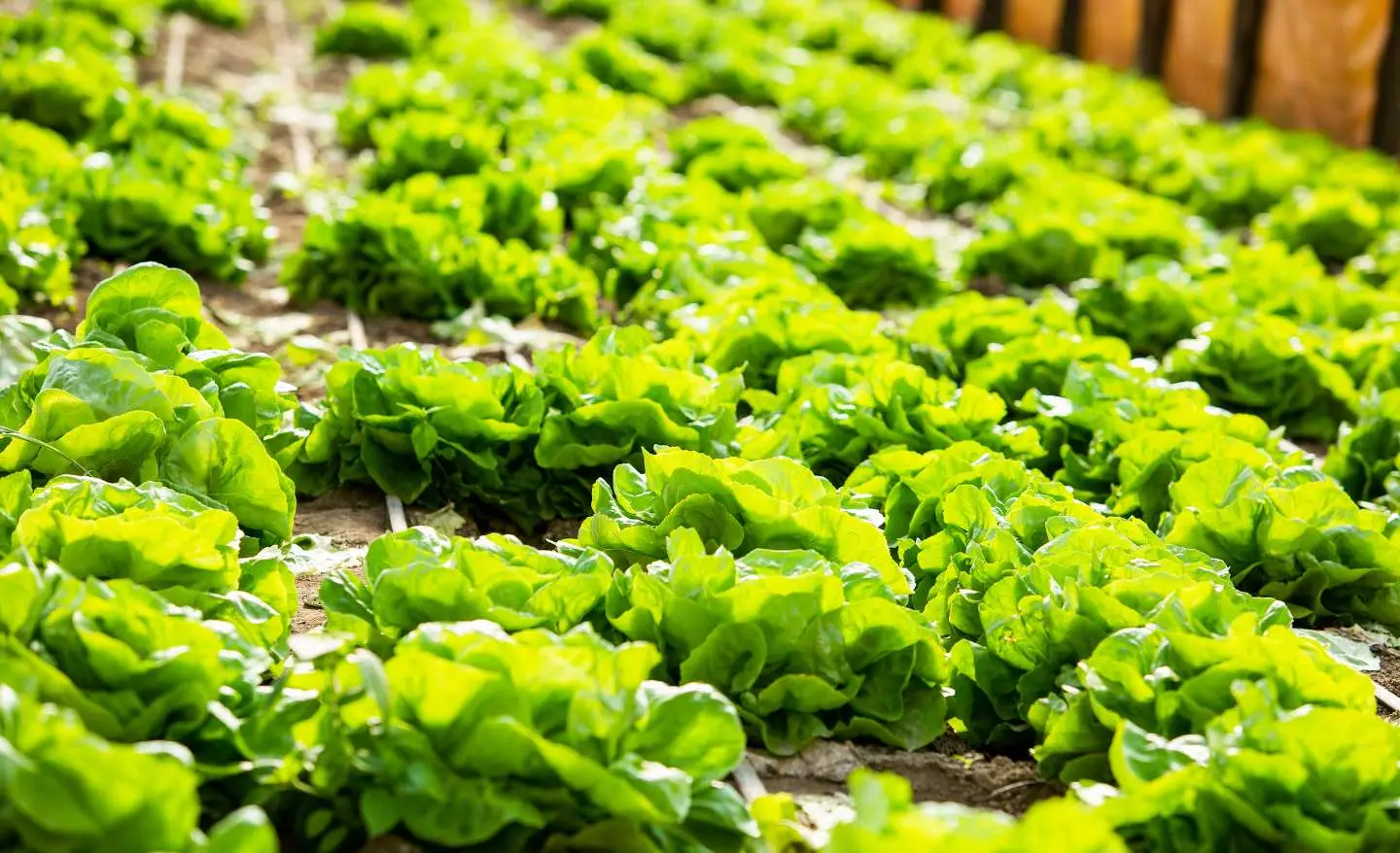 Svelato il segreto per coltivare insalata croccante anche senza spazio in giardino Svelato il segreto per coltivare insalata croccante anche senza spazio in giardino