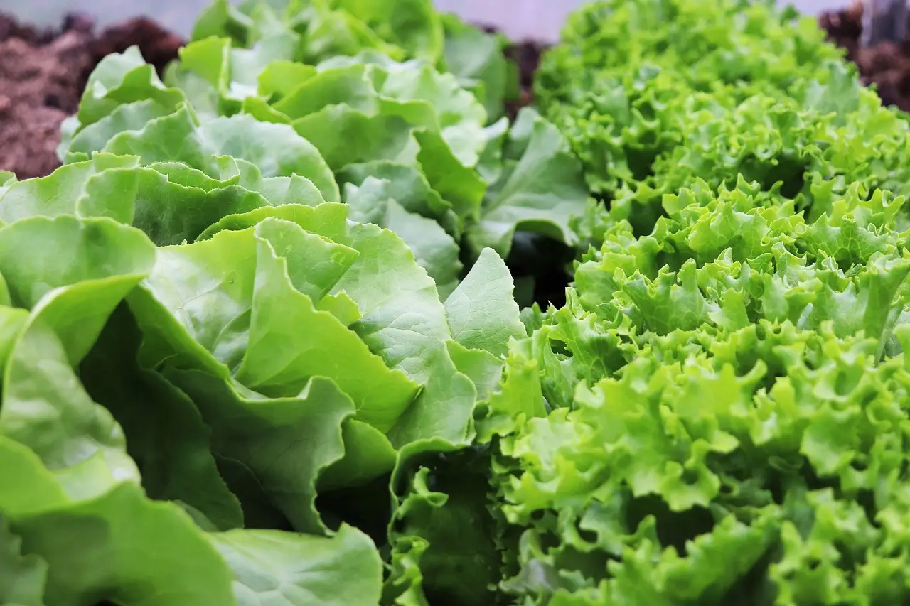 Svelato il segreto per coltivare insalata croccante anche senza spazio in giardino Svelato il segreto per coltivare insalata croccante anche senza spazio in giardino