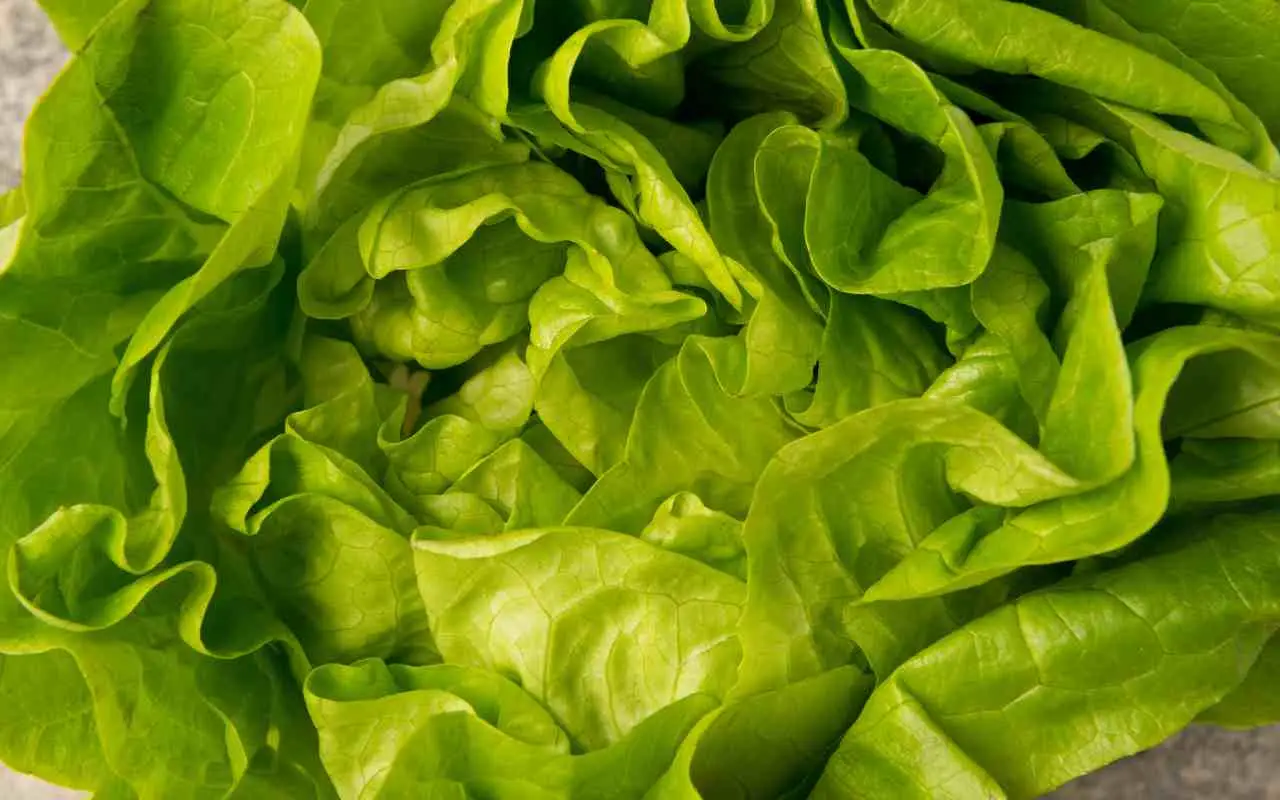 Svelato il segreto per coltivare insalata croccante anche senza spazio in giardino Svelato il segreto per coltivare insalata croccante anche senza spazio in giardino