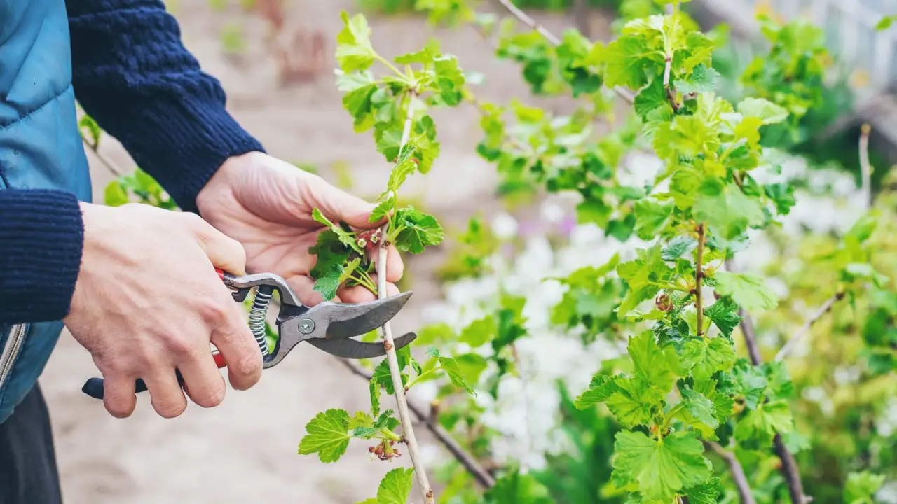 Solo chi usa questa tecnica di potatura ottiene fiori più grandi e piante robuste Solo chi usa questa tecnica di potatura ottiene fiori più grandi e piante robuste