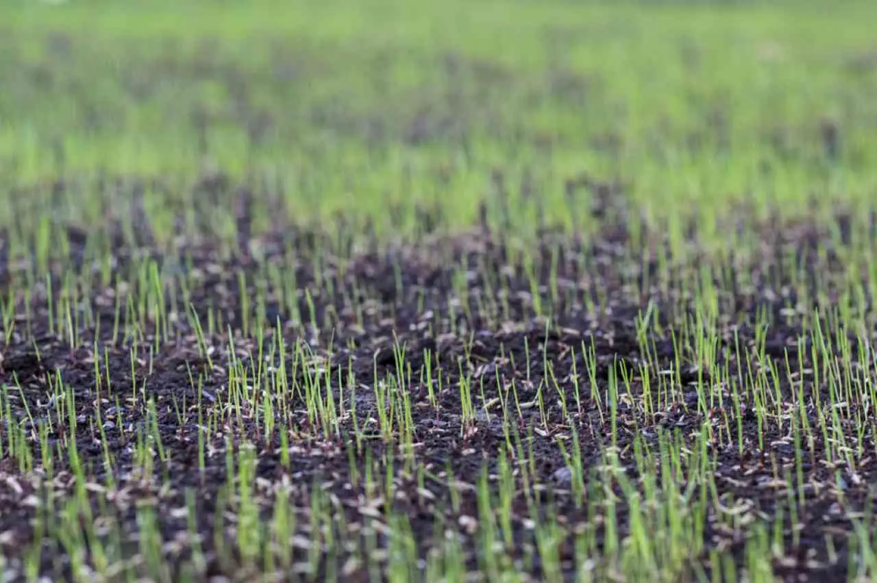 Scopri come ridurre i tempi di germinazione dei semi con questo trucco poco conosciuto Scopri come ridurre i tempi di germinazione dei semi con questo trucco poco conosciuto