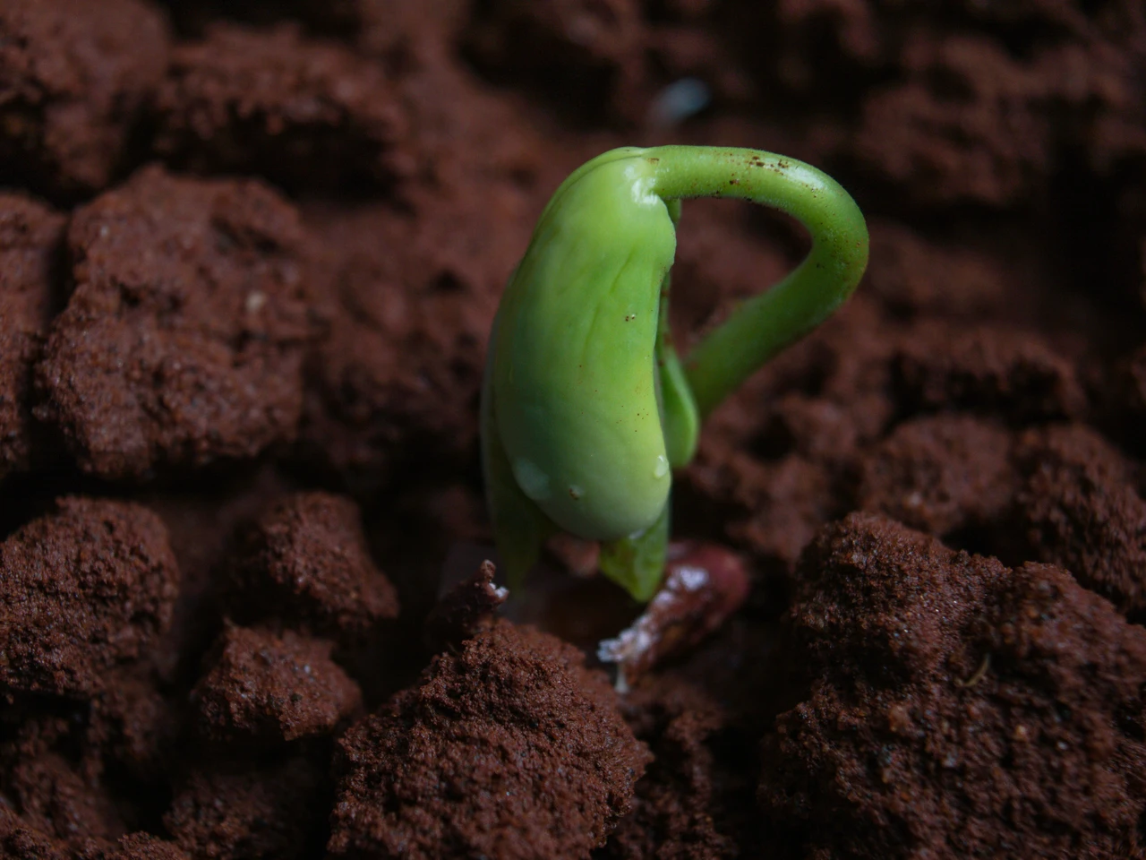 Scopri come ridurre i tempi di germinazione dei semi con questo trucco poco conosciuto Scopri come ridurre i tempi di germinazione dei semi con questo trucco poco conosciuto