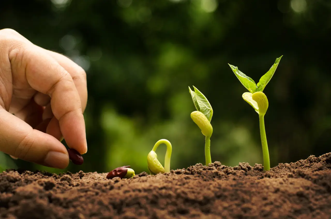 Scopri come ridurre i tempi di germinazione dei semi con questo trucco poco conosciuto Scopri come ridurre i tempi di germinazione dei semi con questo trucco poco conosciuto