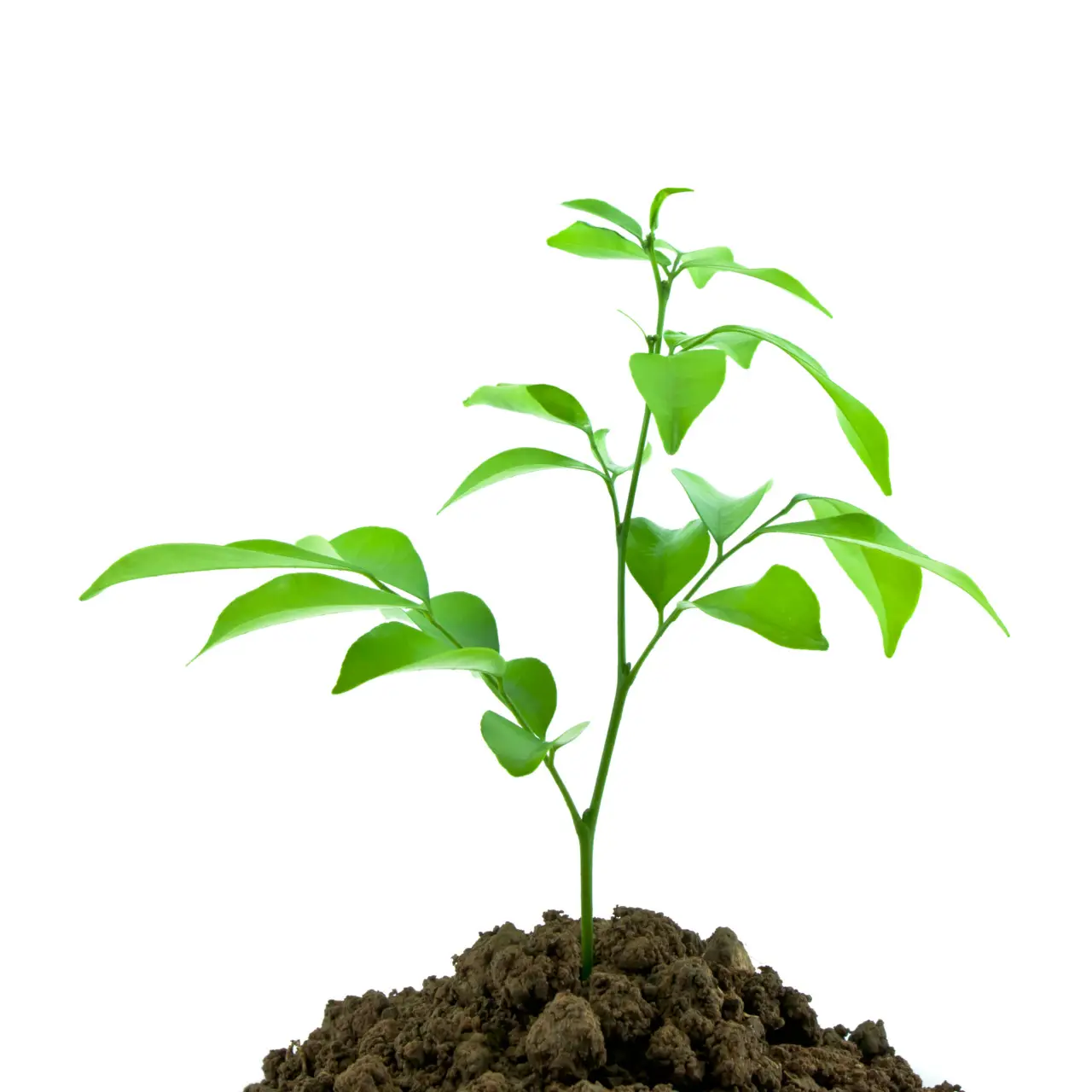 Scopri come ridurre i tempi di germinazione dei semi con questo trucco poco conosciuto Scopri come ridurre i tempi di germinazione dei semi con questo trucco poco conosciuto