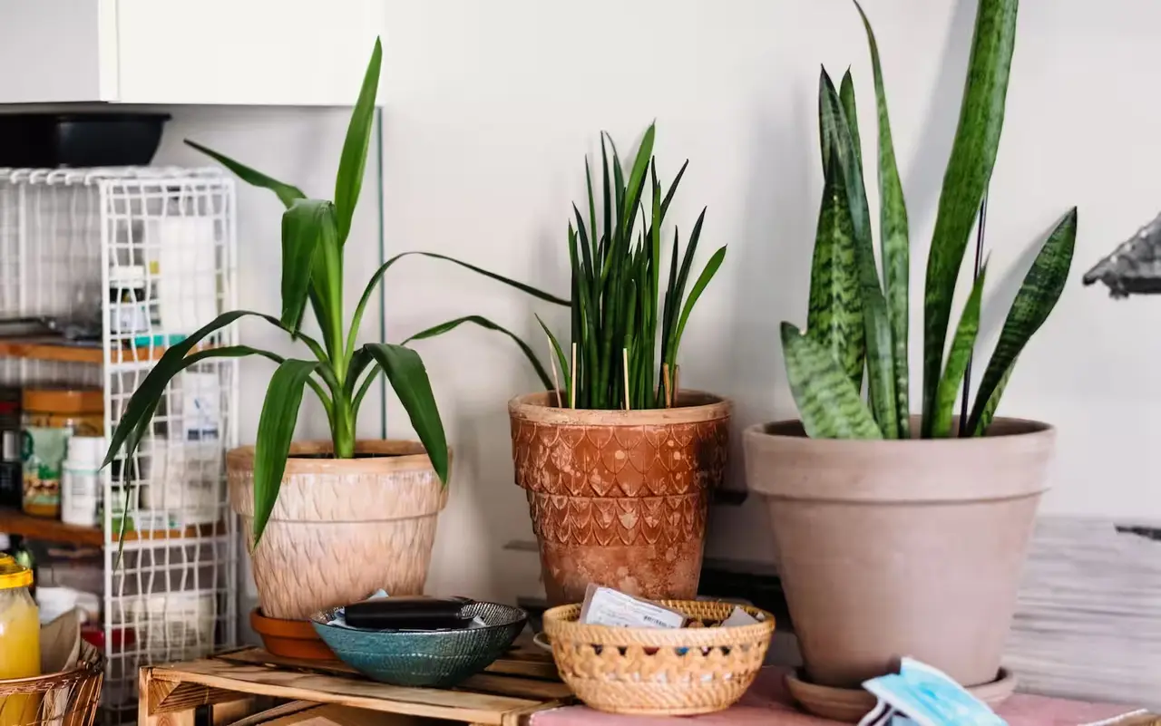 Solo in pochi sanno che cambiare posizione ai vasi moltiplica i fiori in poche settimane Solo in pochi sanno che cambiare posizione ai vasi moltiplica i fiori in poche settimane