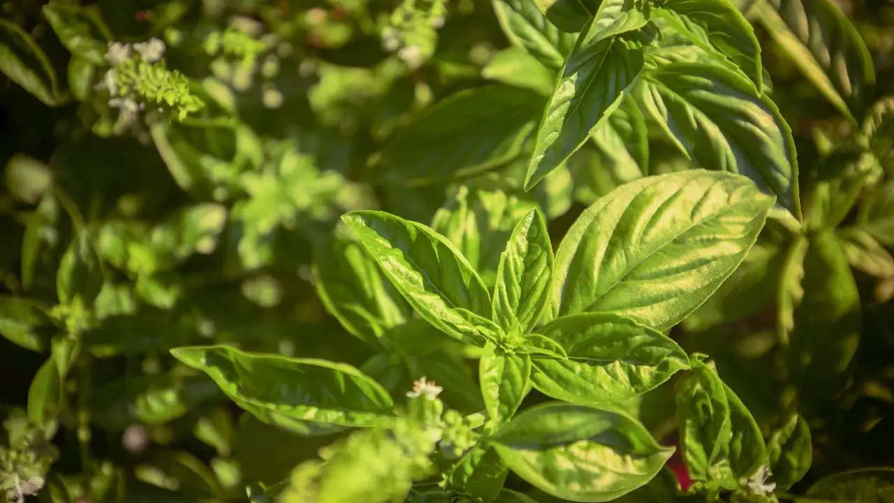 Sapere quando tagliare le foglie di basilico fa la differenza per avere aroma intenso Sapere quando tagliare le foglie di basilico fa la differenza per avere aroma intenso
