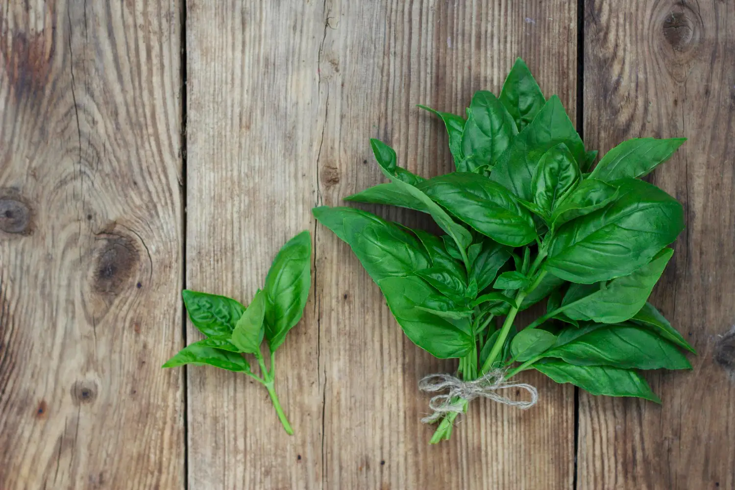 Sapere quando tagliare le foglie di basilico fa la differenza per avere aroma intenso Sapere quando tagliare le foglie di basilico fa la differenza per avere aroma intenso