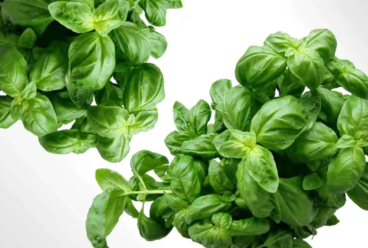 Sapere quando tagliare le foglie di basilico fa la differenza per avere aroma intenso Sapere quando tagliare le foglie di basilico fa la differenza per avere aroma intenso