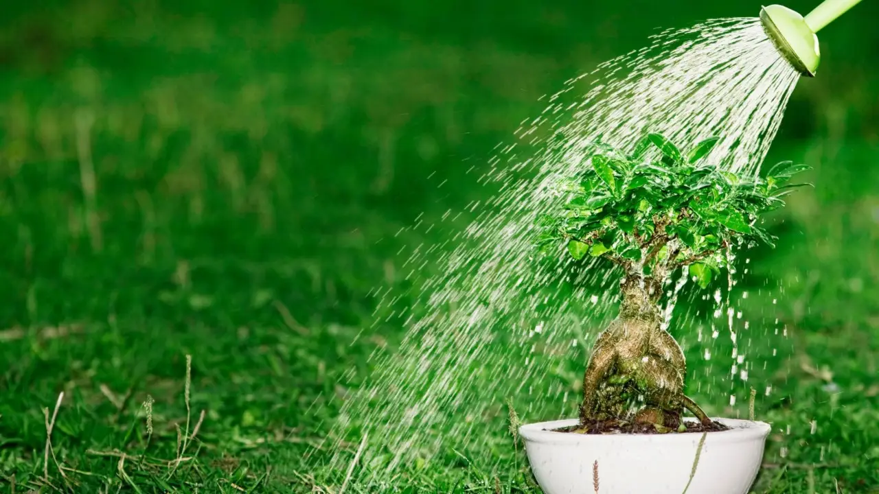 Conserva energia e acqua: il metodo smart per innaffiare che evita sprechi inutili Conserva energia e acqua: il metodo smart per innaffiare che evita sprechi inutili