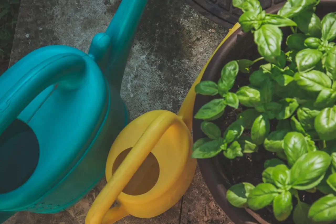 Conserva energia e acqua: il metodo smart per innaffiare che evita sprechi inutili Conserva energia e acqua: il metodo smart per innaffiare che evita sprechi inutili