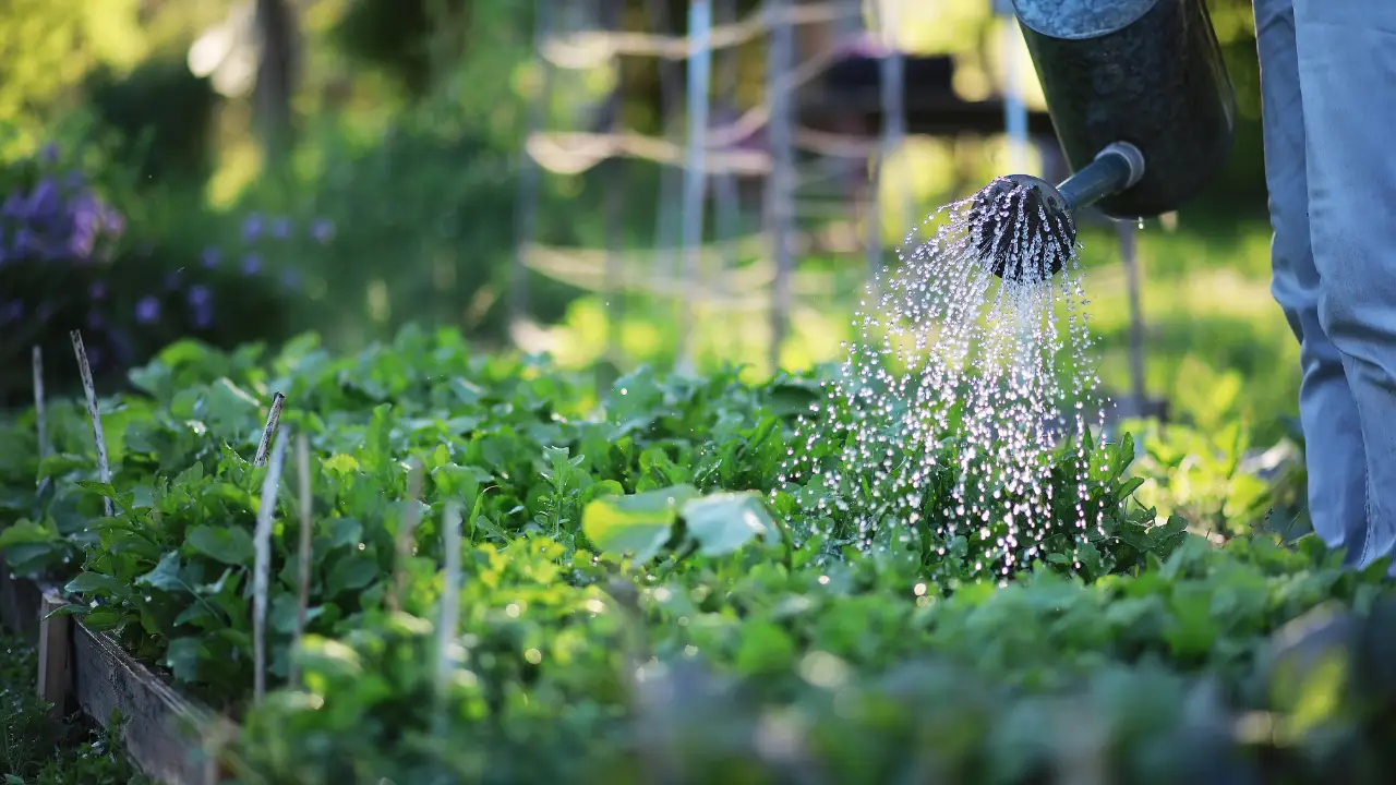 Conserva energia e acqua: il metodo smart per innaffiare che evita sprechi inutili Conserva energia e acqua: il metodo smart per innaffiare che evita sprechi inutili