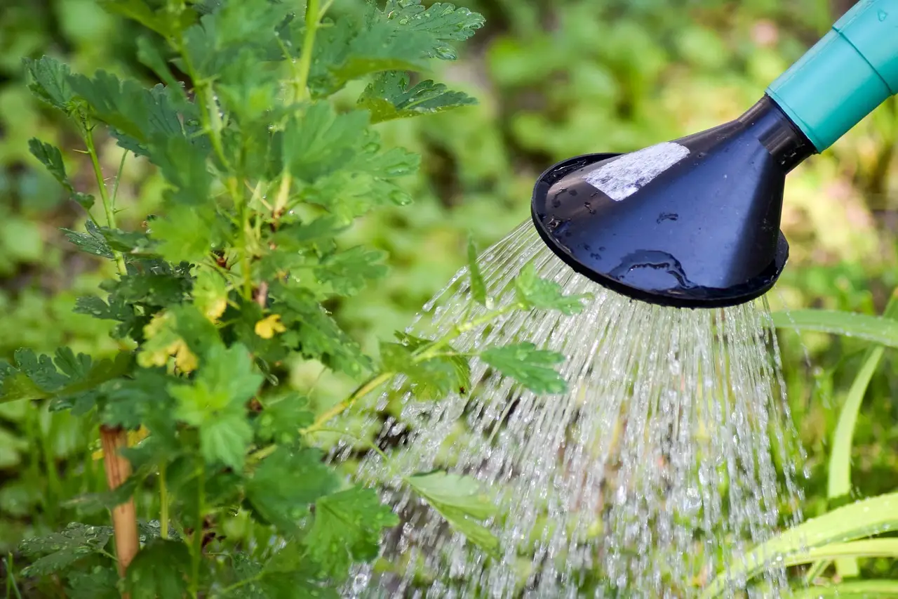 Conserva energia e acqua: il metodo smart per innaffiare che evita sprechi inutili Conserva energia e acqua: il metodo smart per innaffiare che evita sprechi inutili