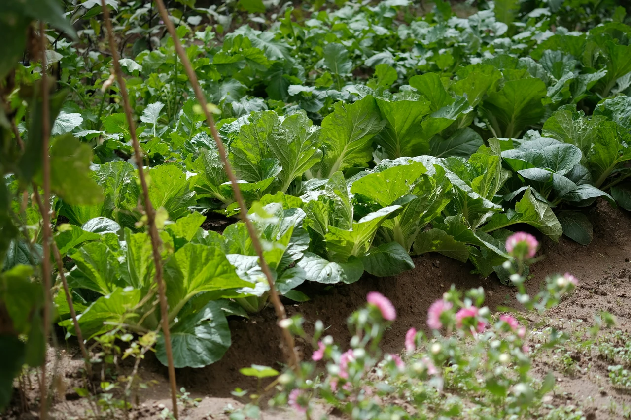 Non gettare l’acqua di cottura della pasta: usala subito per un orto più rigoglioso Non gettare l’acqua di cottura della pasta: usala subito per un orto più rigoglioso