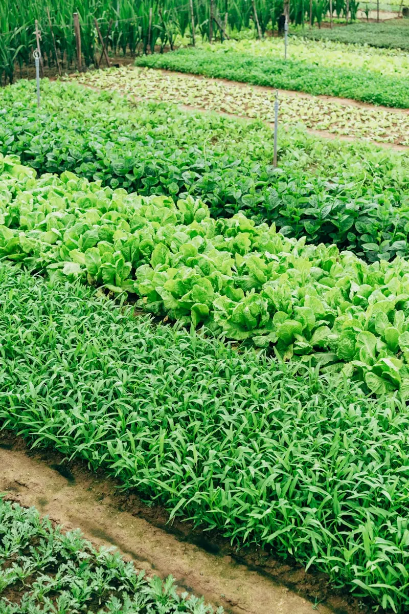 Non gettare l’acqua di cottura della pasta: usala subito per un orto più rigoglioso Non gettare l’acqua di cottura della pasta: usala subito per un orto più rigoglioso