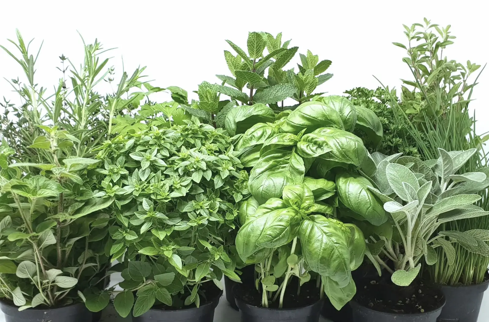 Come mantenere le erbe aromatiche fresche e produttive durante tutto l'anno