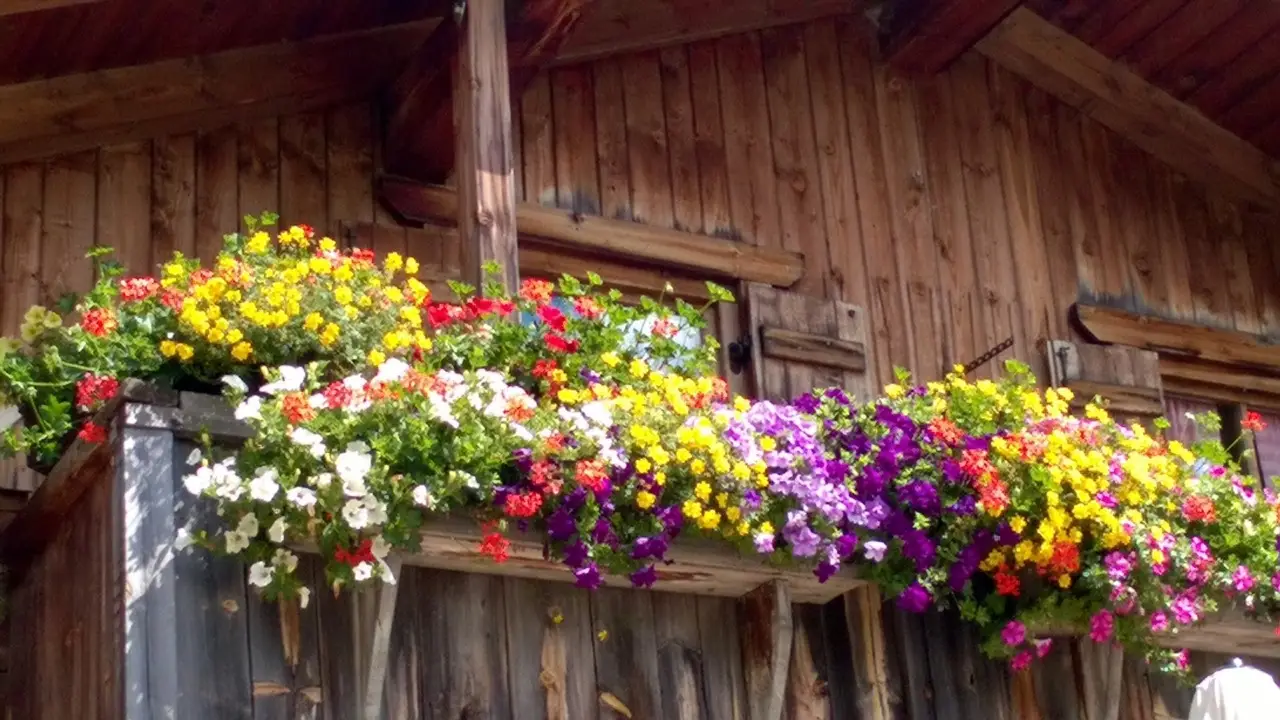 Trasforma il balcone con piante facili e resistenti alla siccità, ideali in città Trasforma il balcone con piante facili e resistenti alla siccità, ideali in città