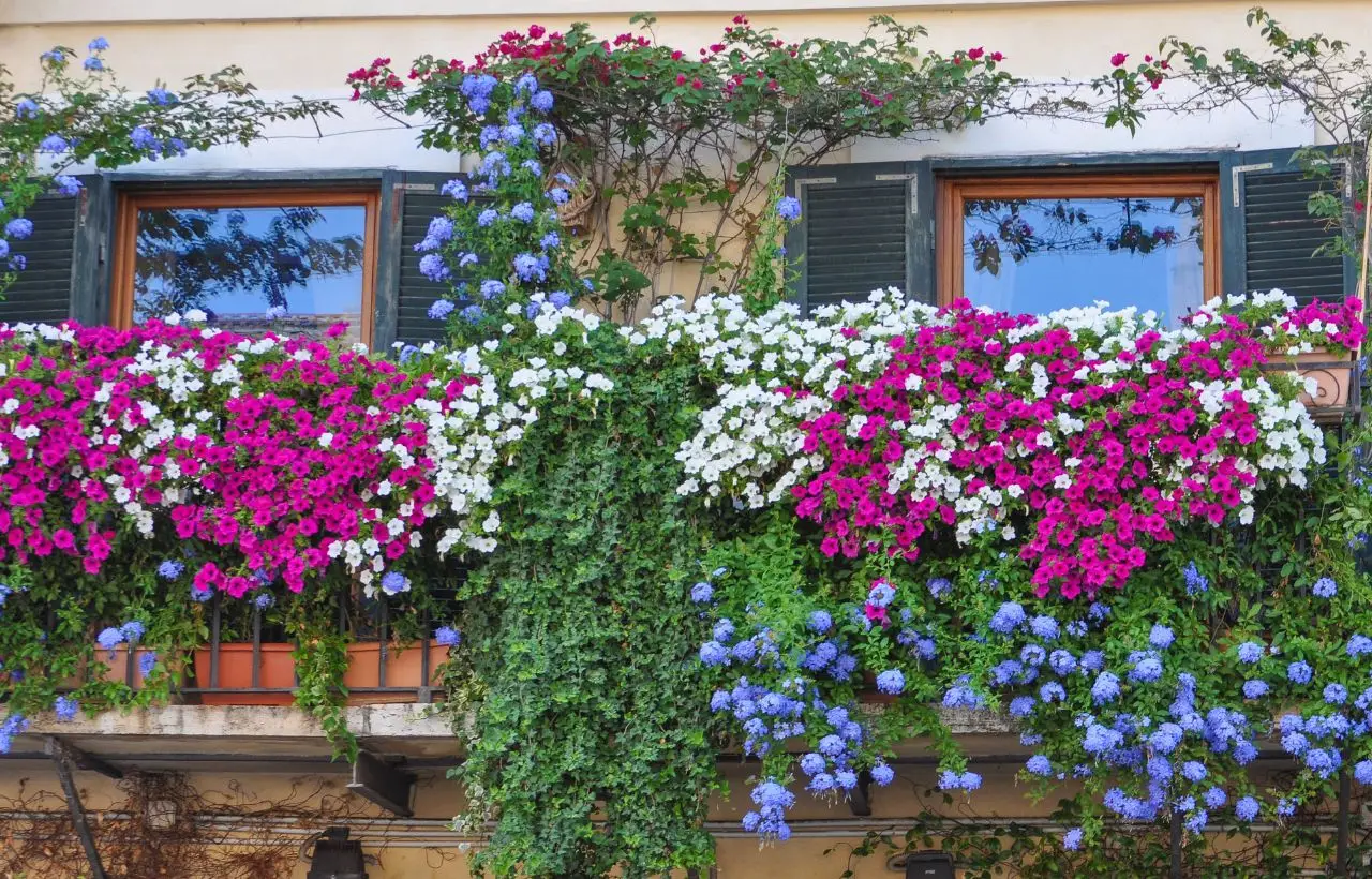Come creare un angolo verde anti-insetti sul balcone: consigli e piante pratiche