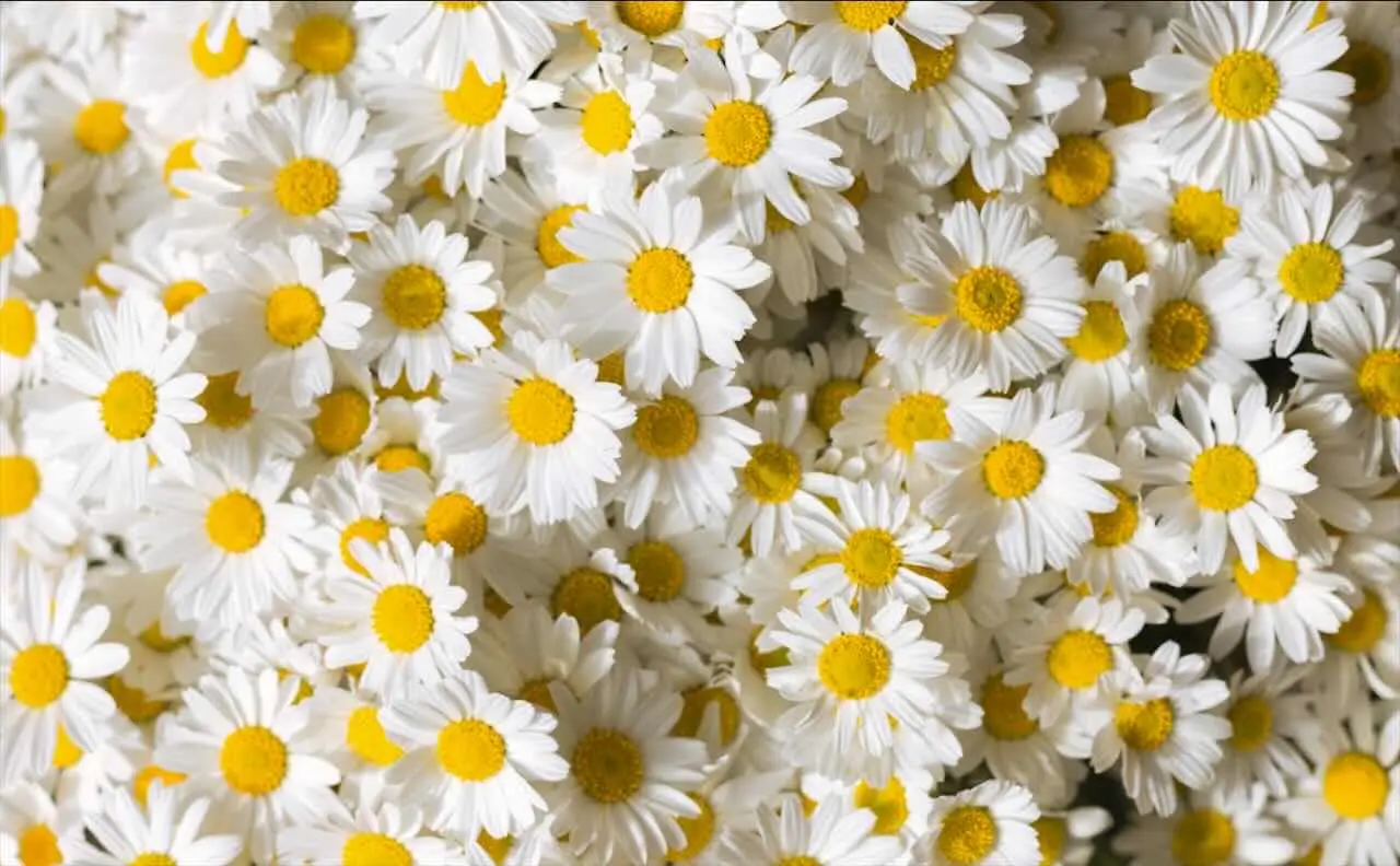 Vuoi margherite più abbondanti? Ecco il metodo fresco usato dai vivaisti