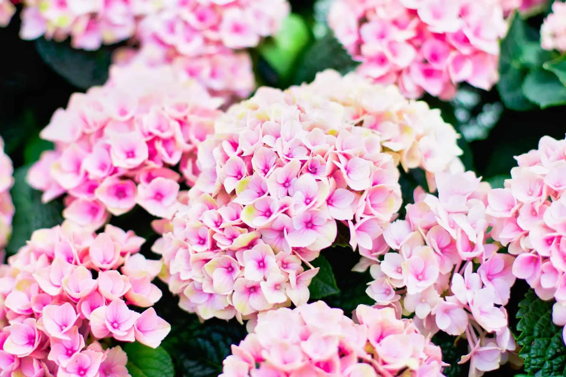 Tre errori comuni che rovinano le ortensie e come evitarli fin da subito