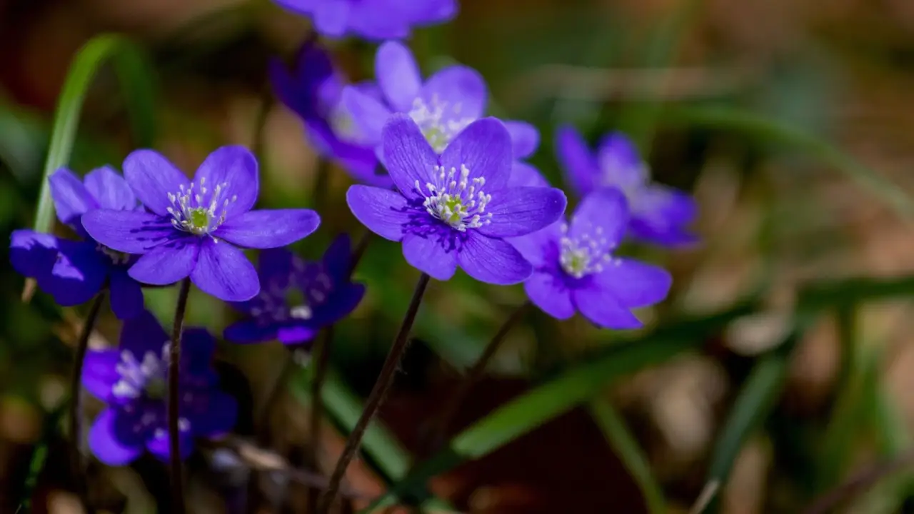 Hai già provato la tecnica per far rifiorire le viole tutto l'anno? Scoprila subito
