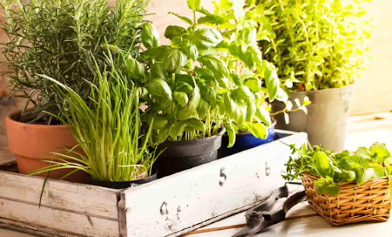 Questa erba aromatica coltivata in balcone respinge i moscerini estivi con facilità