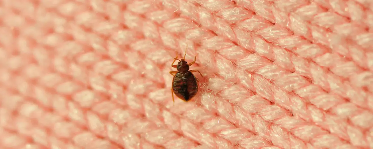 Pulci nel letto: come riconoscere i segnali e proteggere la salute di tutta la famiglia Pulci nel letto: come riconoscere i segnali e proteggere la salute di tutta la famiglia