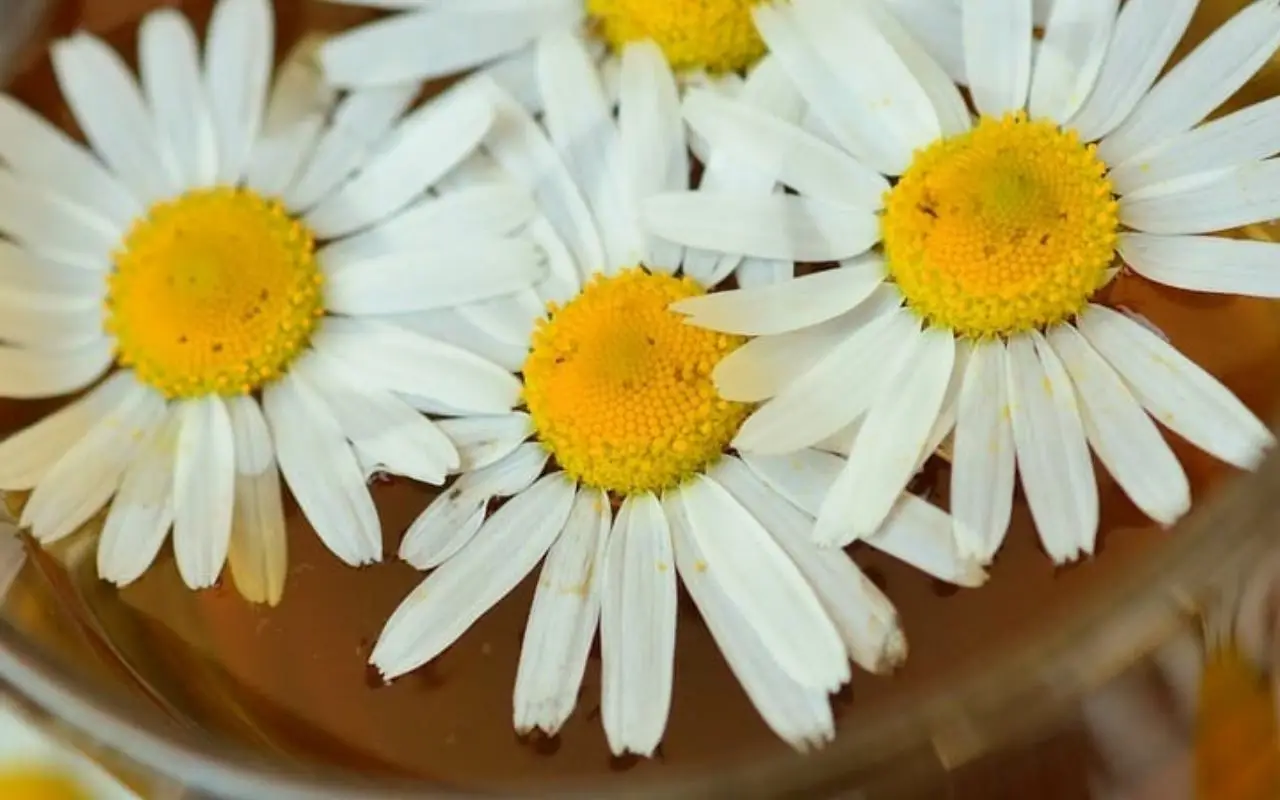 Fiori simili alle margherite: quali sono le varietà colorate che decorano giardini e terrazzi?