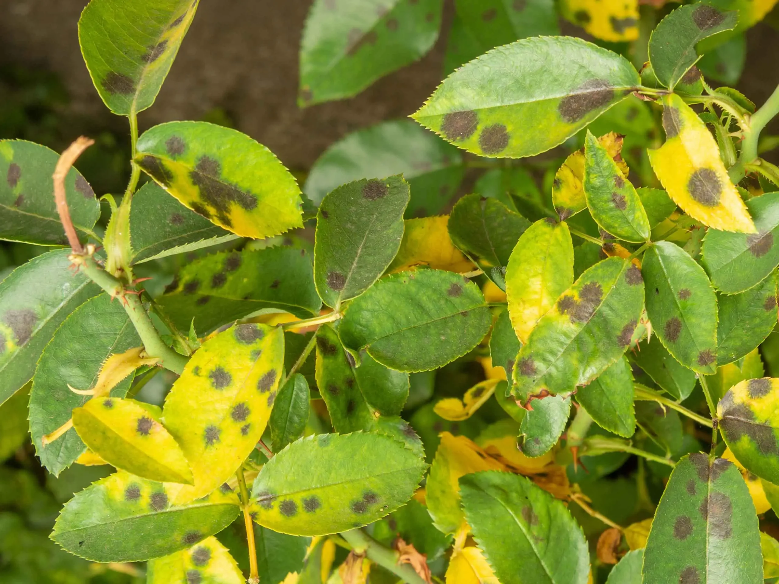 Piante bruciate dal sole: strategie semplici per salvarle e prevenire i danni in estate