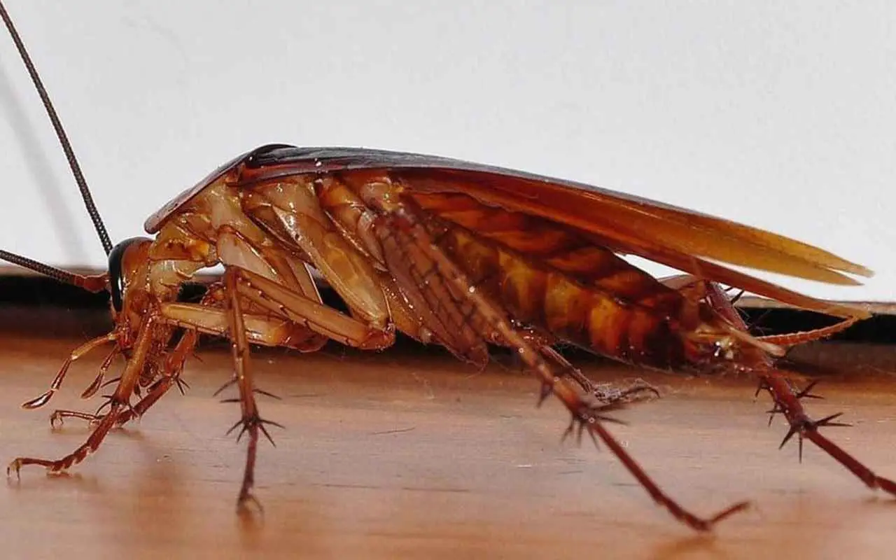 Perché compaiono gli scarafaggi in casa? Cause comuni e come prevenirli Perché compaiono gli scarafaggi in casa? Cause comuni e come prevenirli