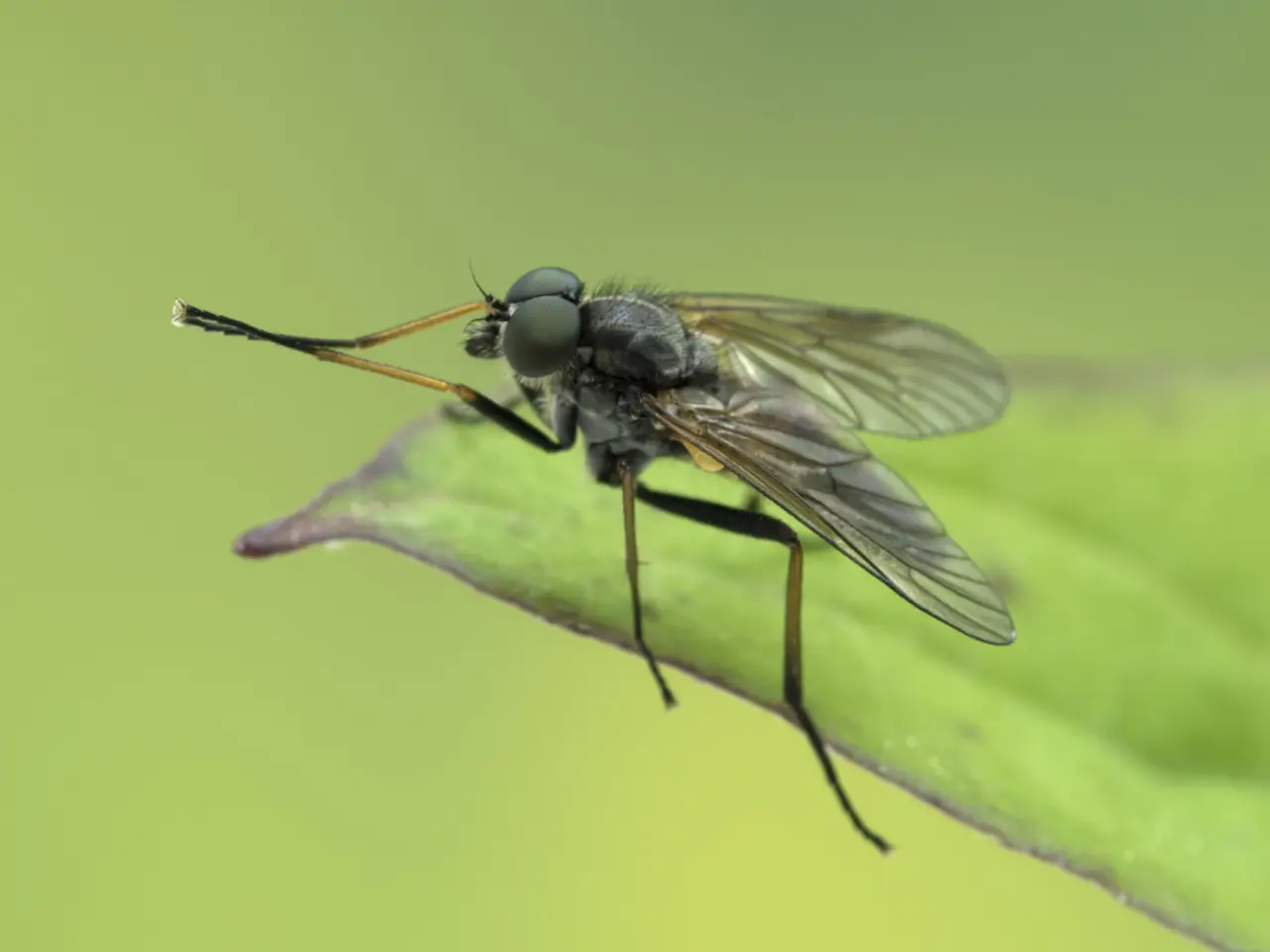 Insetti volanti che pungono: quali sono, perché lo fanno e come riconoscerli Insetti volanti che pungono: quali sono, perché lo fanno e come riconoscerli