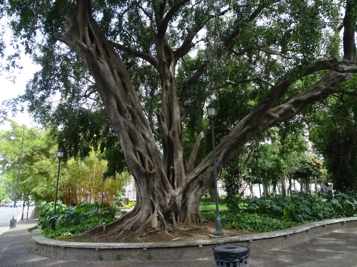 Soluzioni creative e sicure per coprire le radici degli alberi in giardino: idee e consigli per proteggere verde e paesaggio