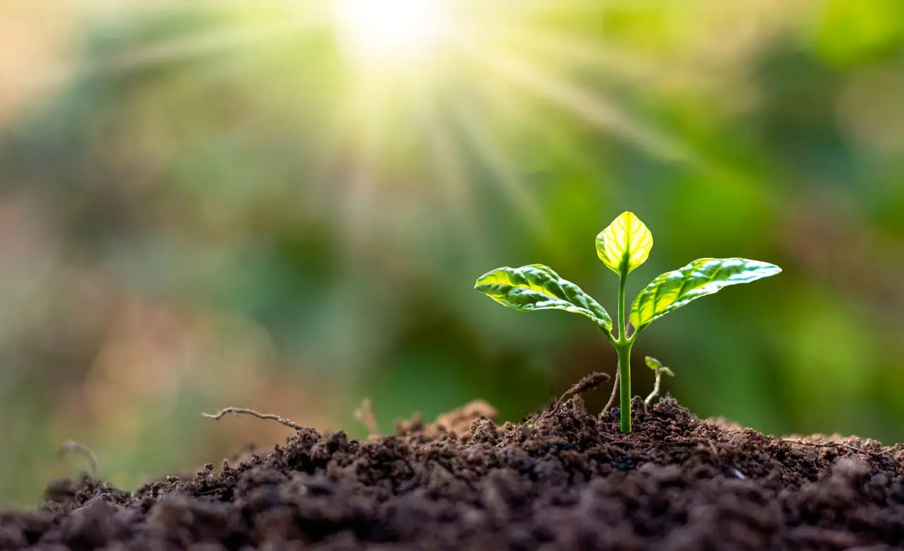 Alla scoperta della pianta più bella del mondo: quali caratteristiche la rendono unica e perché ci affascina