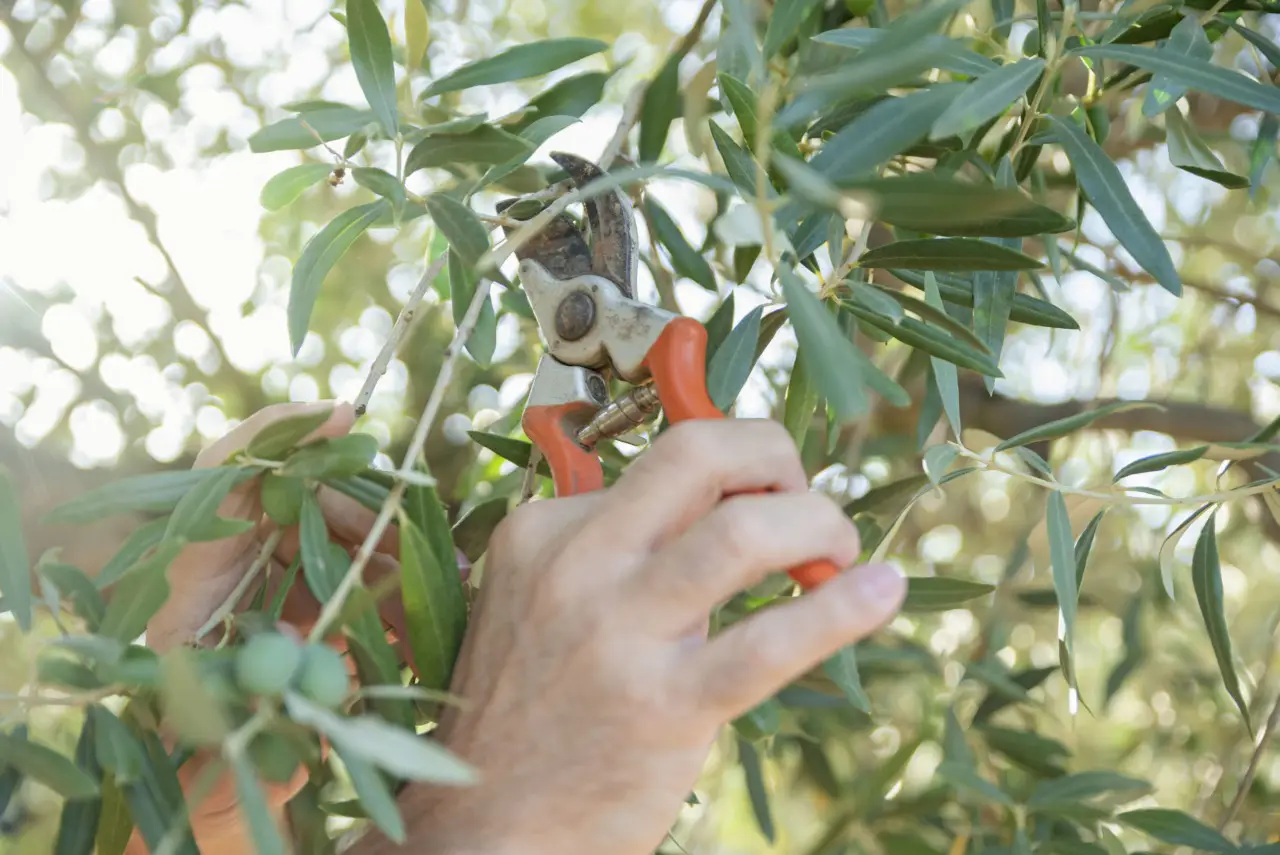 Ulivo, potatura estiva: il segreto per avere più olive in autunno Ulivo, potatura estiva: il segreto per avere più olive in autunno