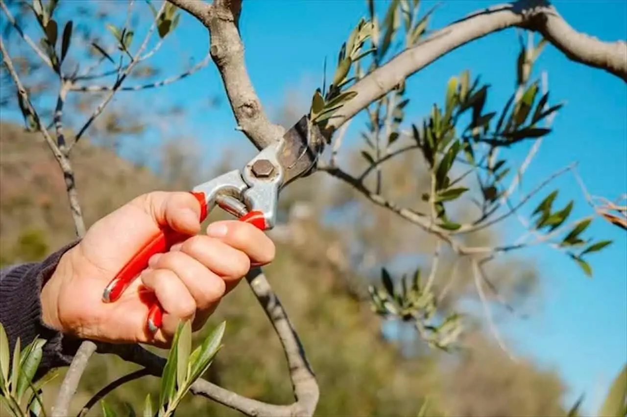 Ulivo, potatura estiva: il segreto per avere più olive in autunno Ulivo, potatura estiva: il segreto per avere più olive in autunno