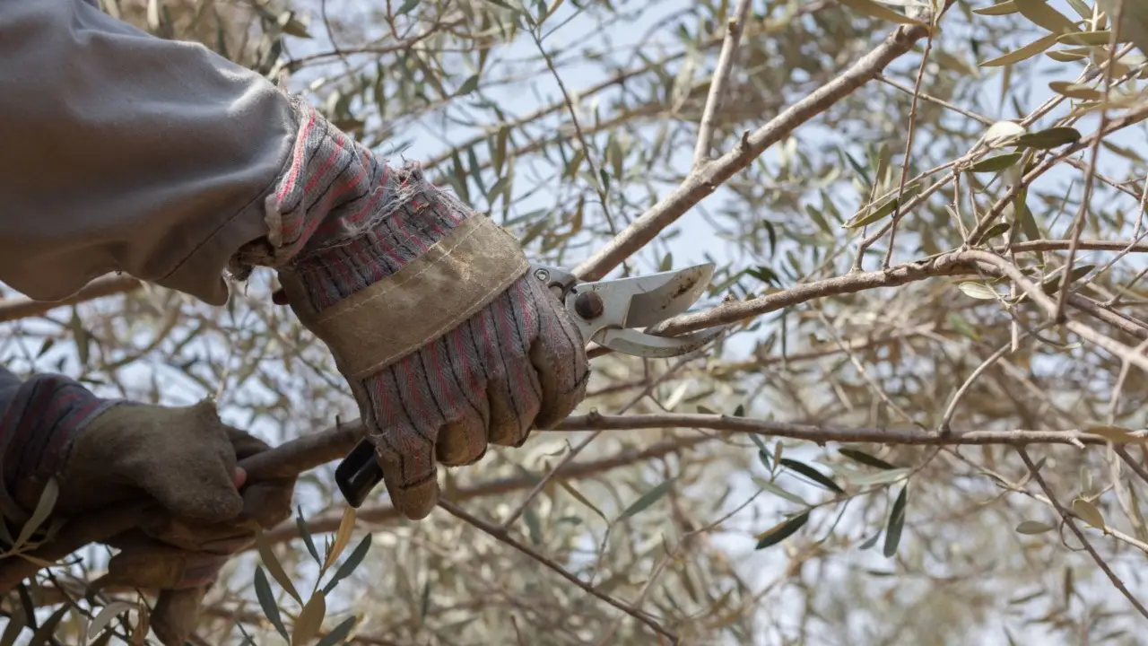 Ulivo, potatura estiva: il segreto per avere più olive in autunno Ulivo, potatura estiva: il segreto per avere più olive in autunno