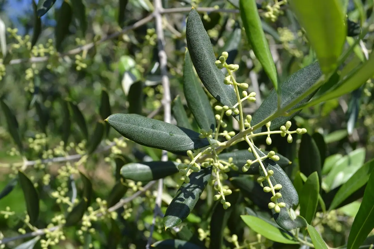 Come stimolare la fioritura dell’ulivo: i consigli degli agronomi Come stimolare la fioritura dell’ulivo: i consigli degli agronomi