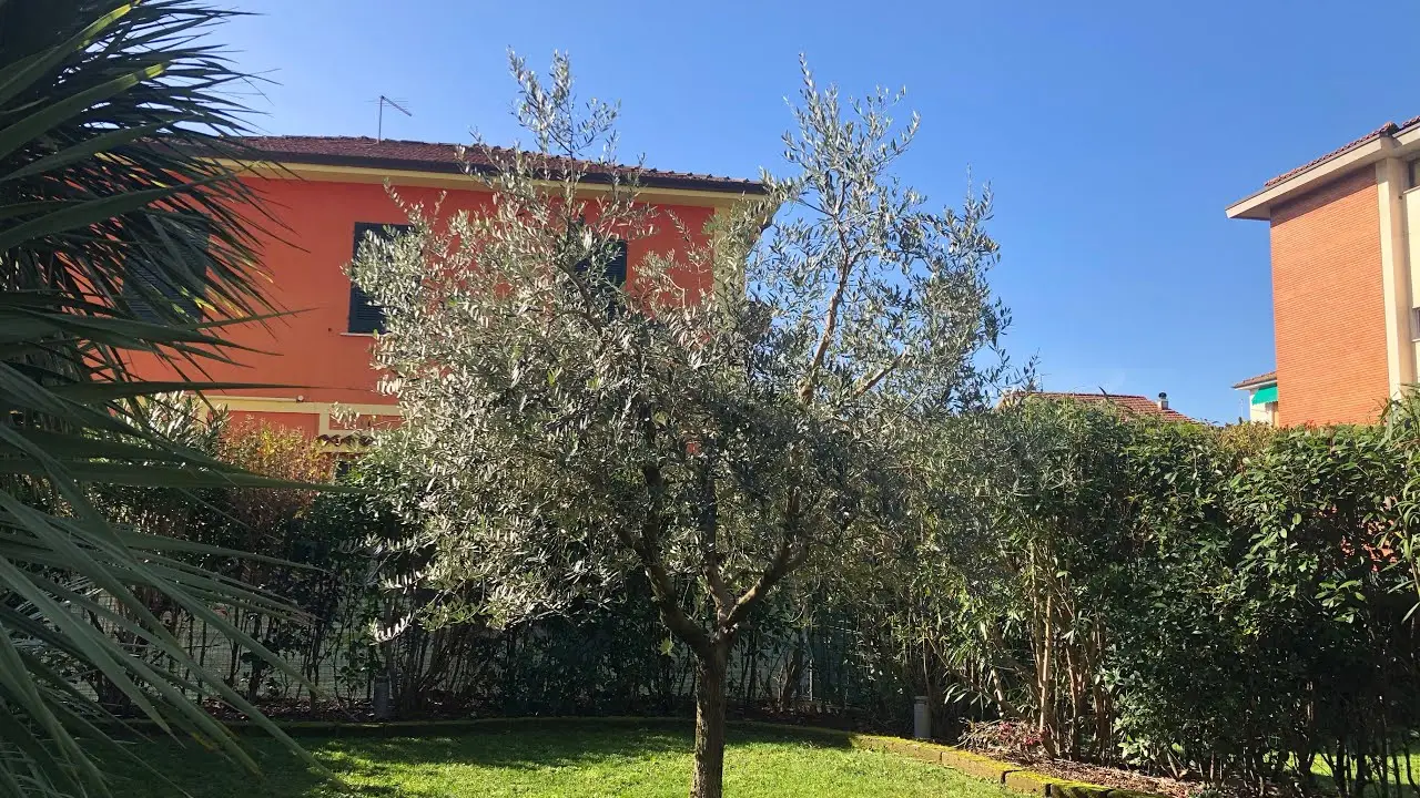Come stimolare la fioritura dell’ulivo: i consigli degli agronomi Come stimolare la fioritura dell’ulivo: i consigli degli agronomi
