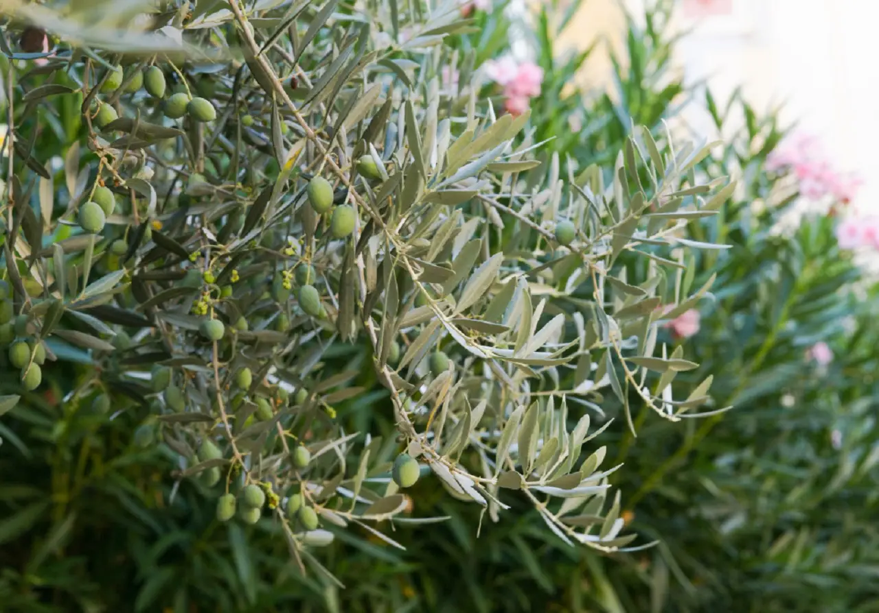 Come stimolare la fioritura dell’ulivo: i consigli degli agronomi Come stimolare la fioritura dell’ulivo: i consigli degli agronomi
