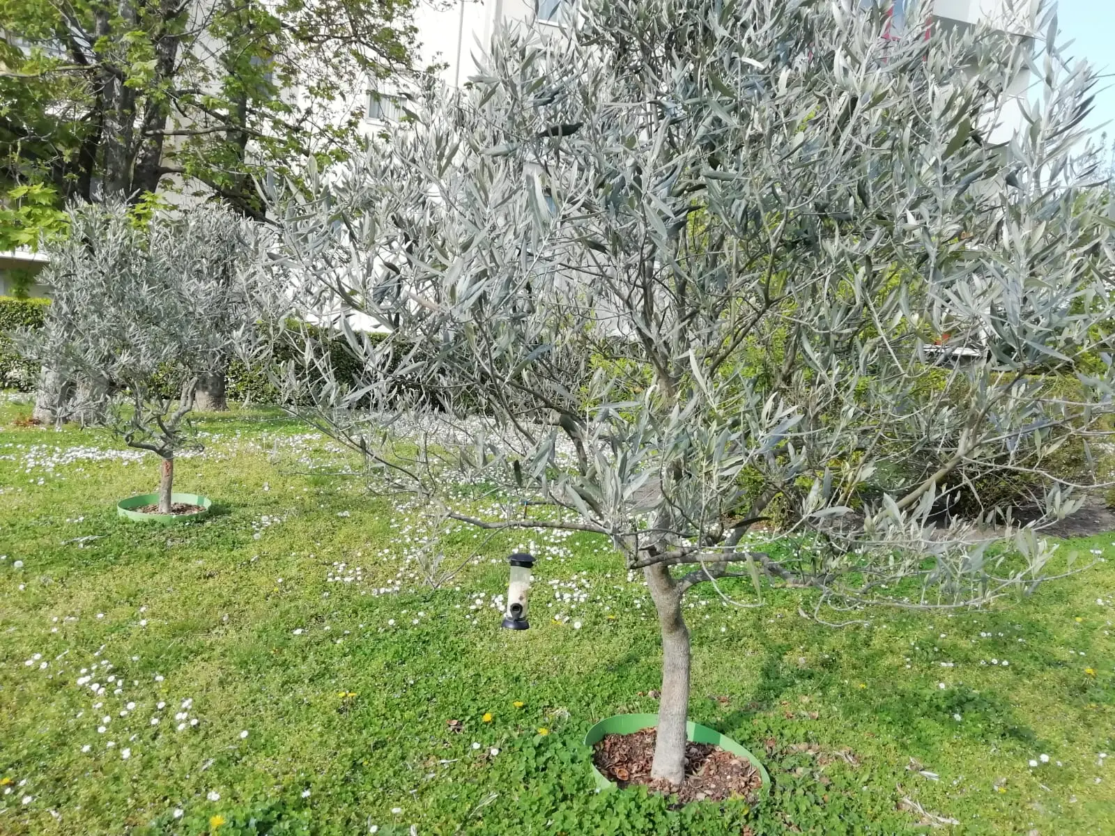 Come stimolare la fioritura dell’ulivo: i consigli degli agronomi Come stimolare la fioritura dell’ulivo: i consigli degli agronomi