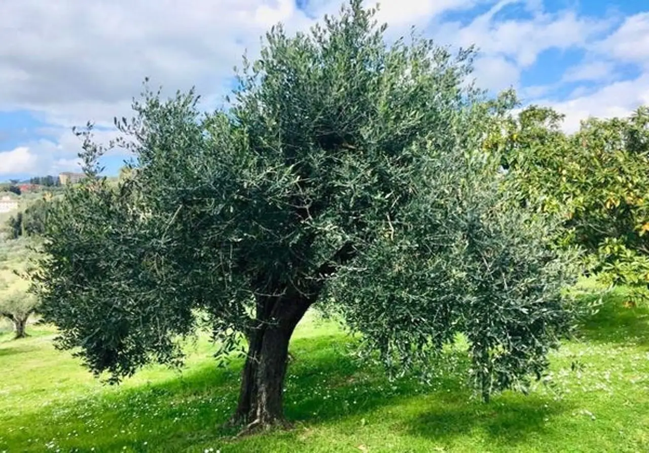 Raccolta abbondante? Il concime naturale che funziona con l’ulivo Raccolta abbondante? Il concime naturale che funziona con l’ulivo