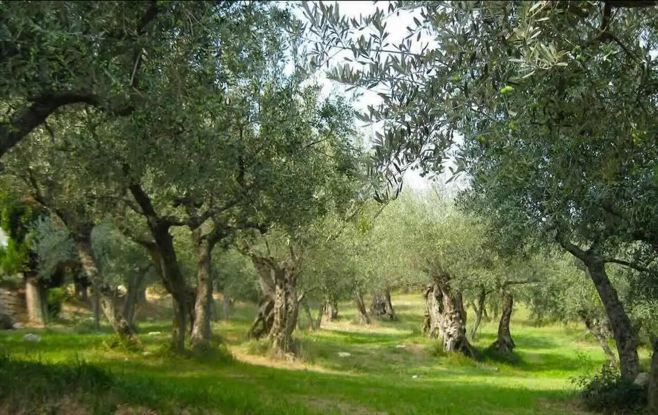 Raccolta abbondante? Il concime naturale che funziona con l’ulivo Raccolta abbondante? Il concime naturale che funziona con l’ulivo