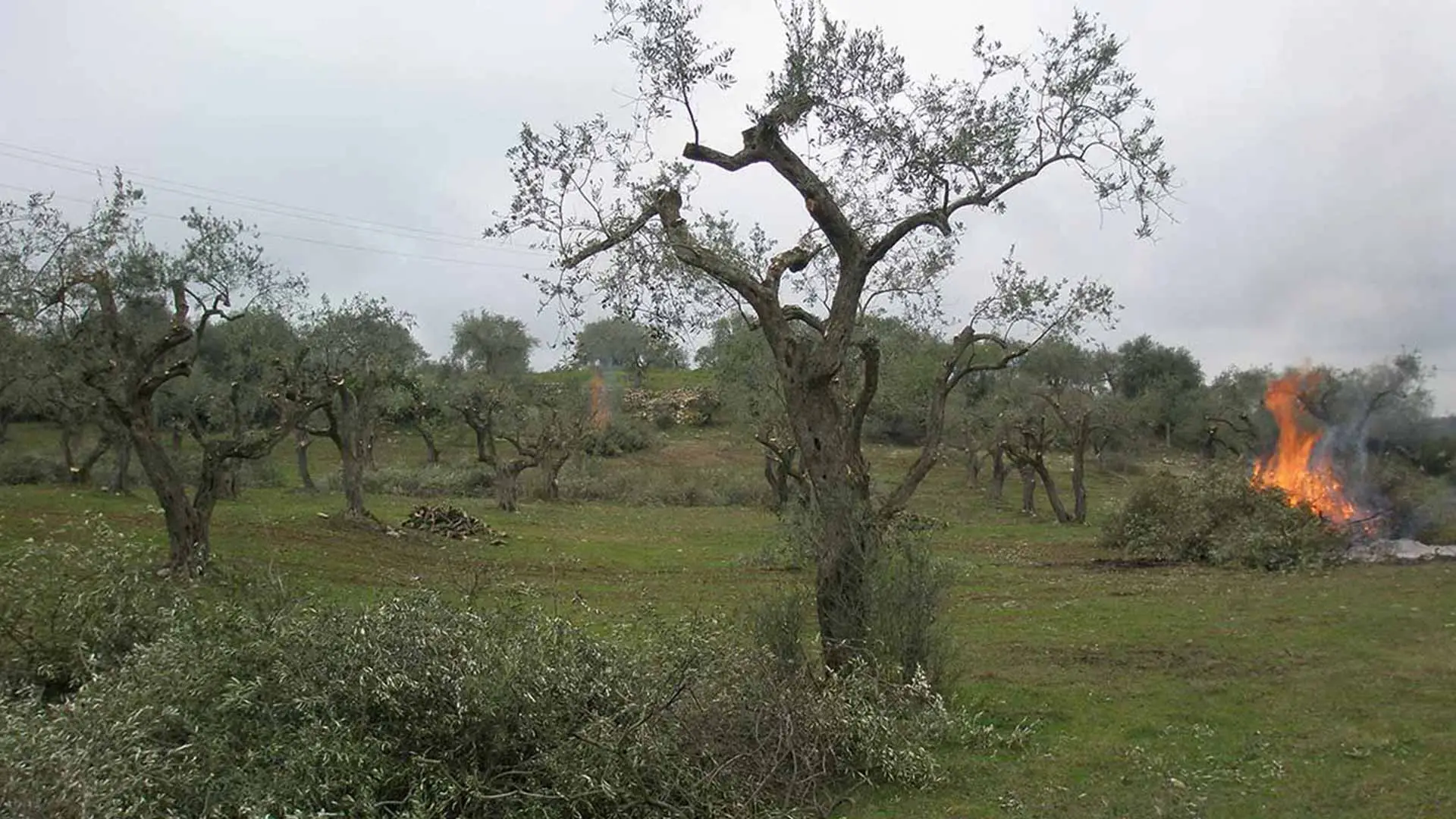 L’errore da evitare quando poti l’ulivo: così comprometti la raccolta L’errore da evitare quando poti l’ulivo: così comprometti la raccolta