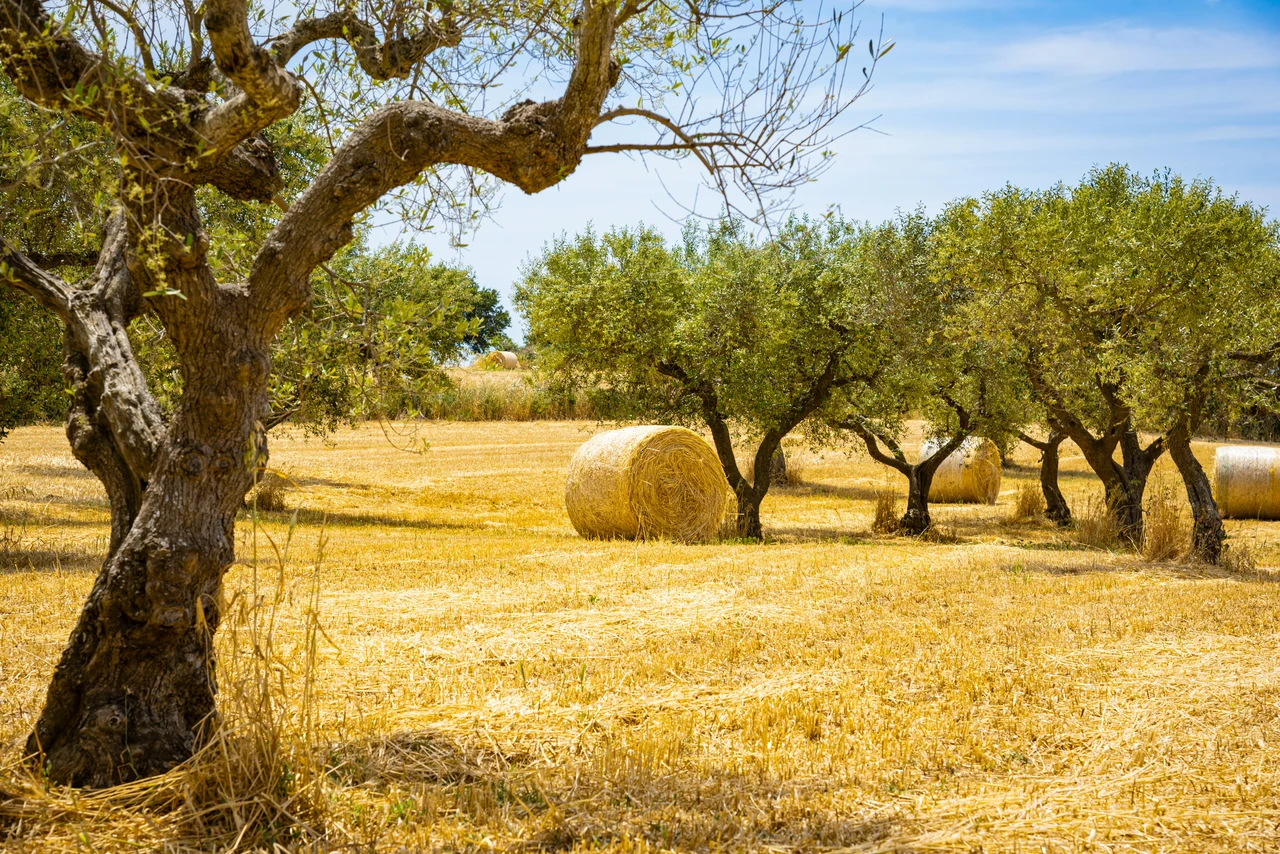 Come fertilizzare l’ulivo in estate: il metodo naturale che usano i contadini Come fertilizzare l’ulivo in estate: il metodo naturale che usano i contadini