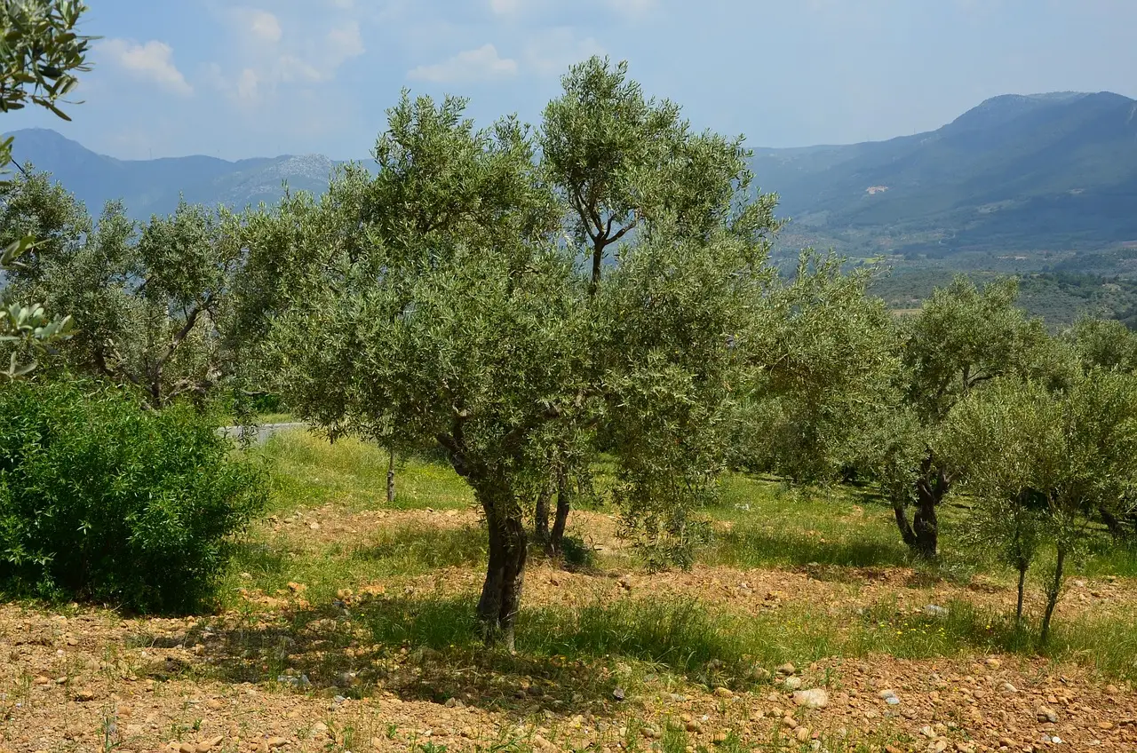Come fertilizzare l’ulivo in estate: il metodo naturale che usano i contadini Come fertilizzare l’ulivo in estate: il metodo naturale che usano i contadini