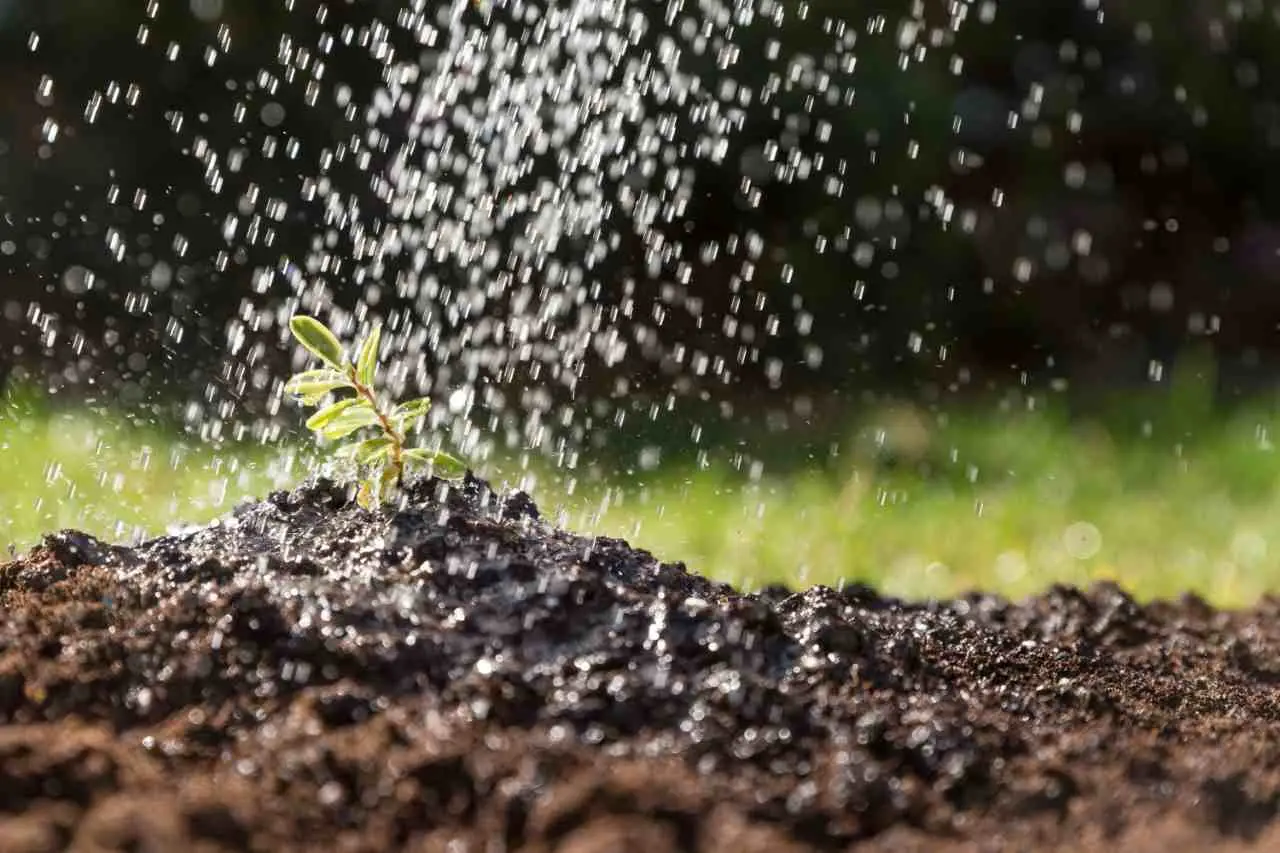 Il segreto per un olivo forte e produttivo: quando e come irrigarlo correttamente Il segreto per un olivo forte e produttivo: quando e come irrigarlo correttamente